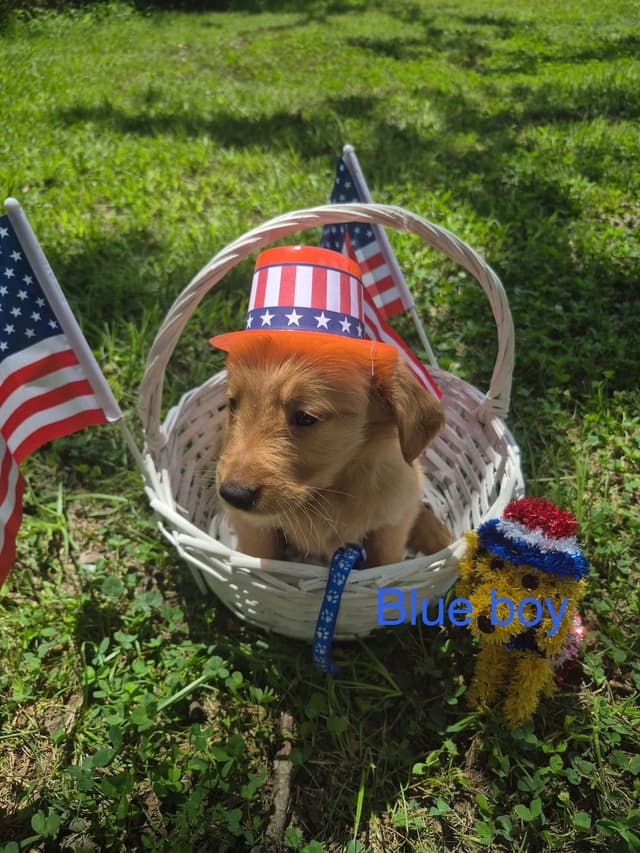 Golden Retriever Puppies media 5