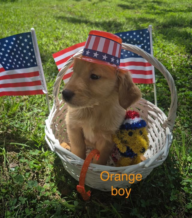 Golden Retriever Puppies media 6
