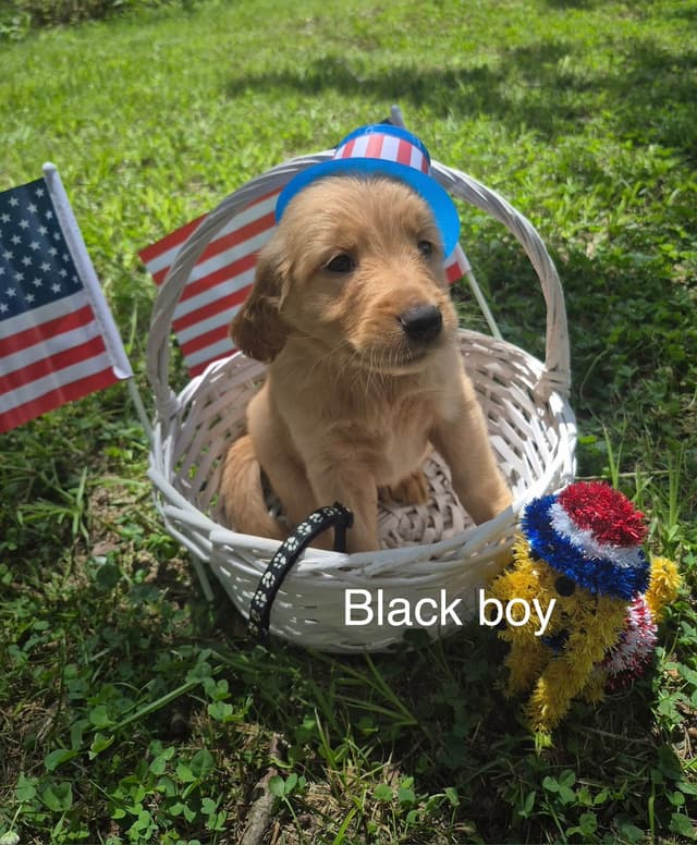 Golden Retriever Puppies media 3