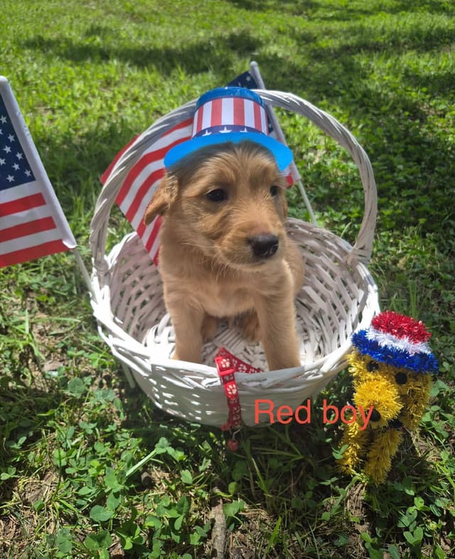 Golden Retriever Puppies media 7