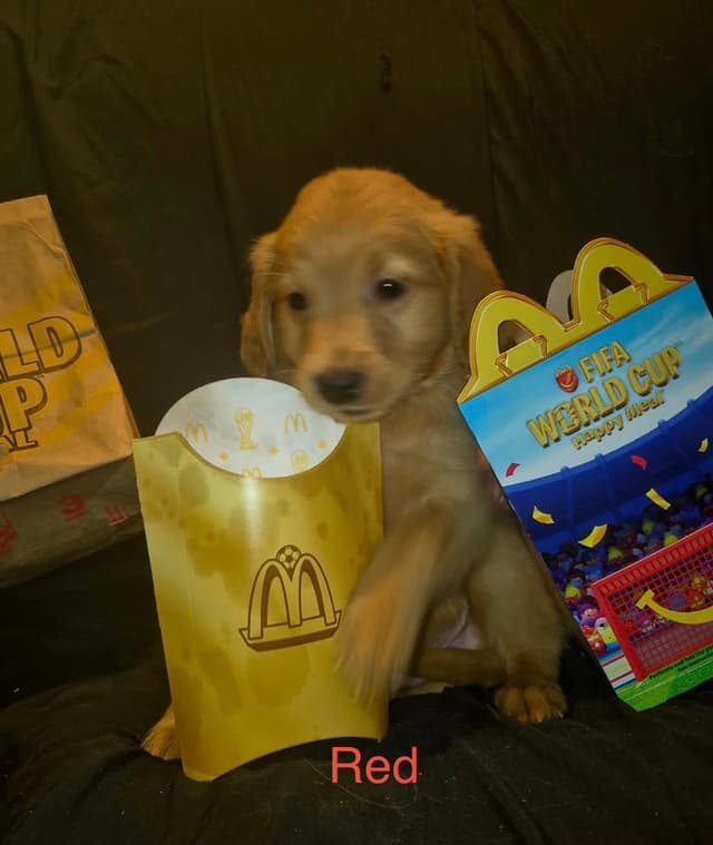 Golden Retriever Puppies media 2