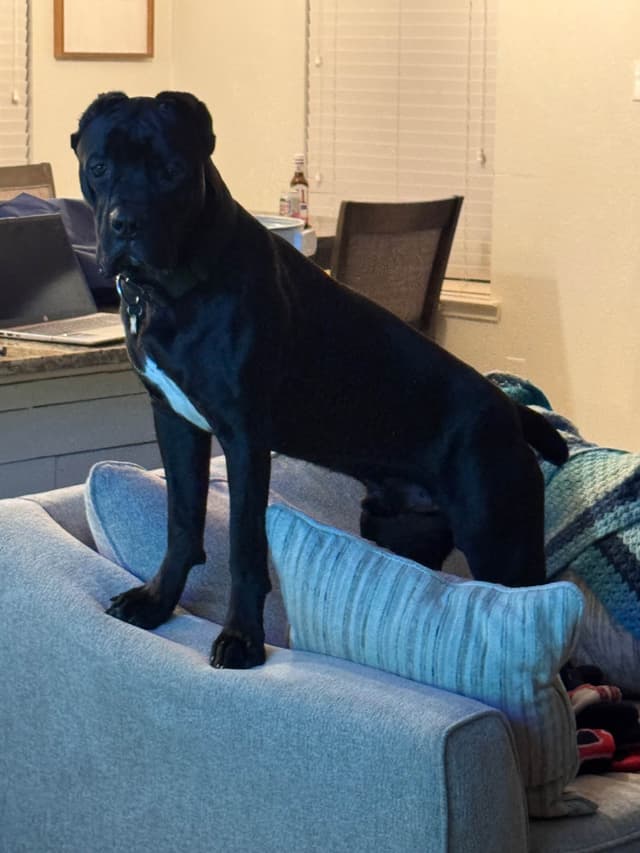 Cane Corso Puppies media 2