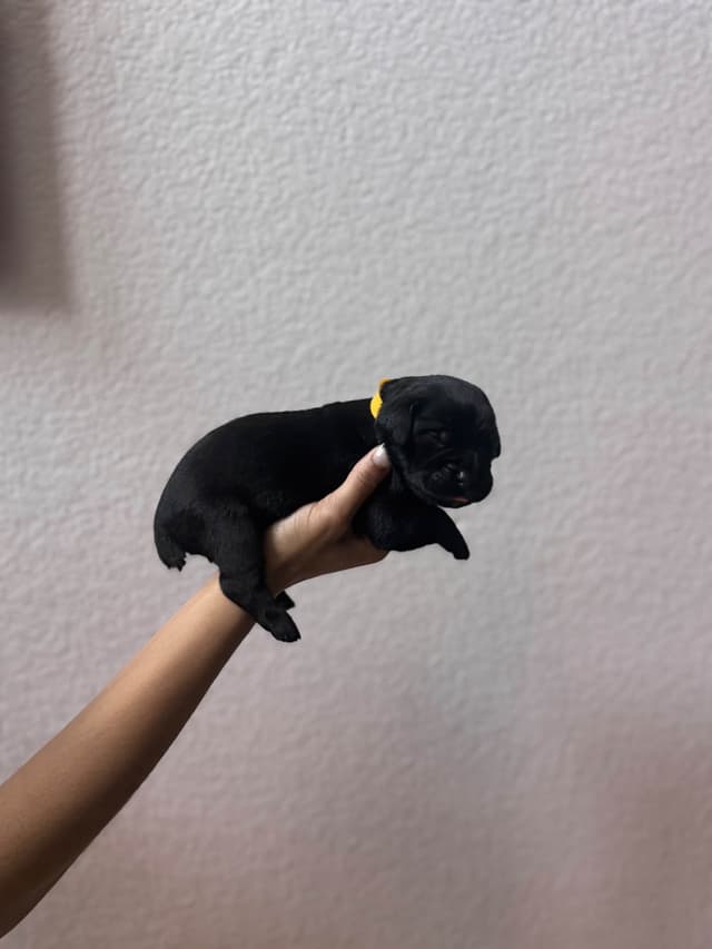 Cane Corso Puppies media 3