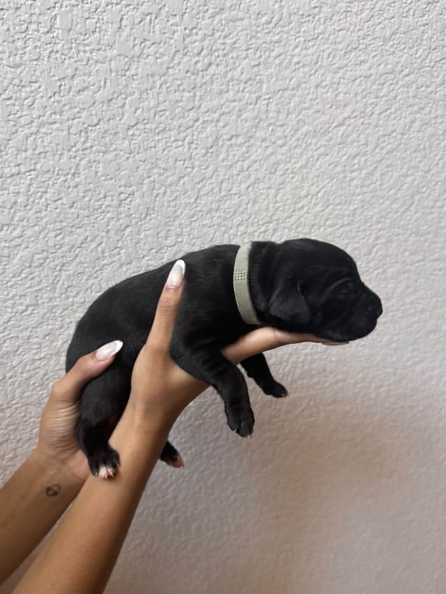 Cane Corso Puppies media 5