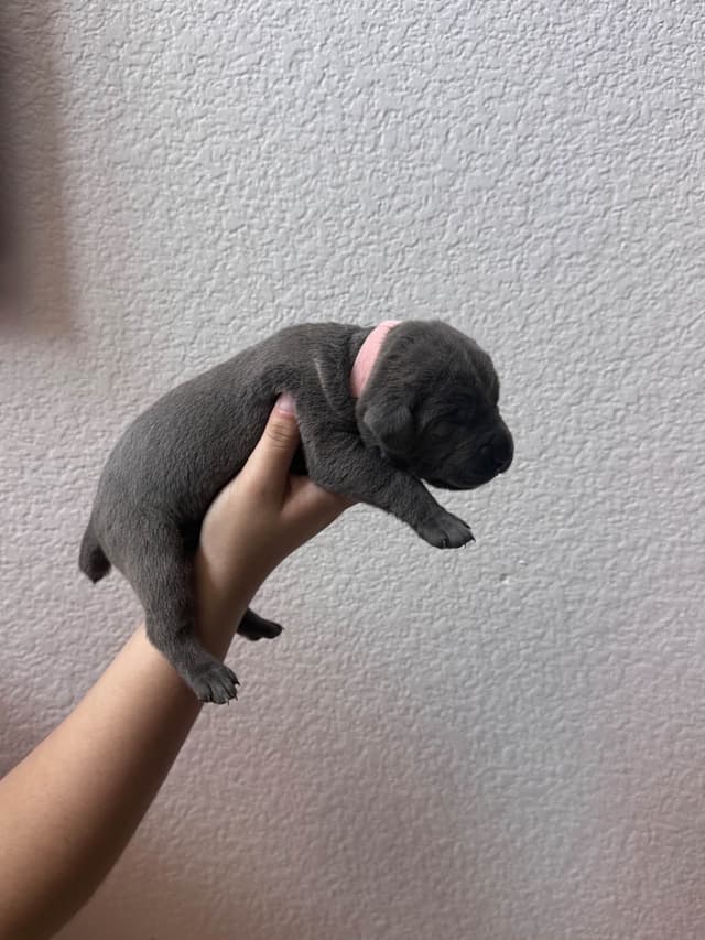 Cane Corso Puppies media 8
