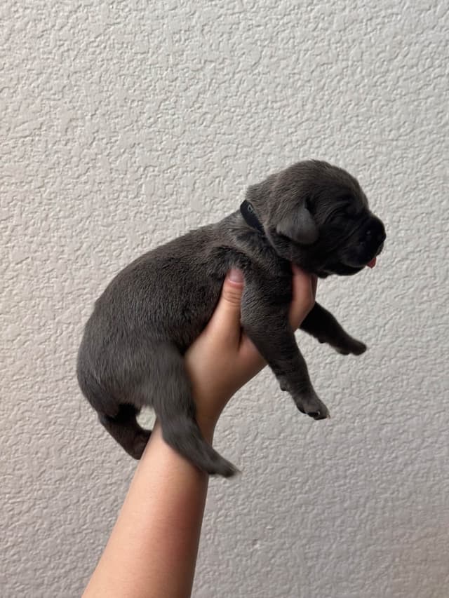 Cane Corso Puppies media 7