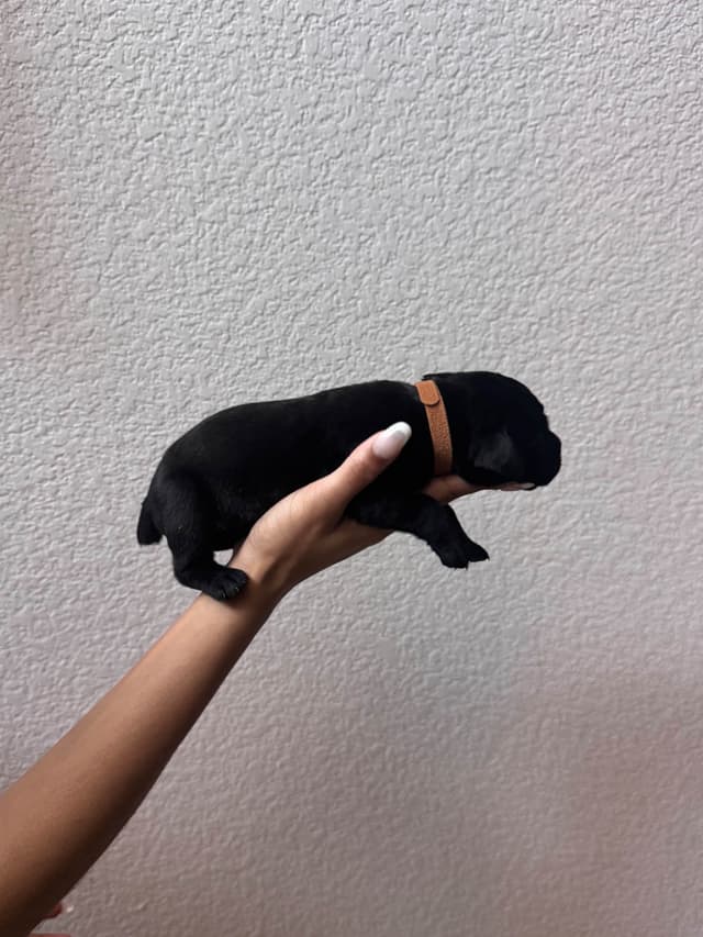 Cane Corso Puppies media 10