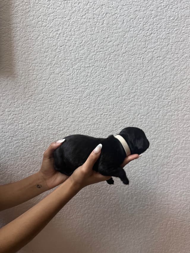 Cane Corso Puppies media 13