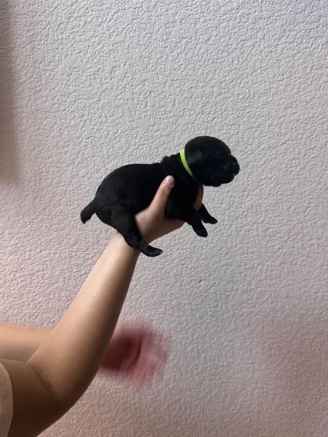 Cane Corso Puppies media 12