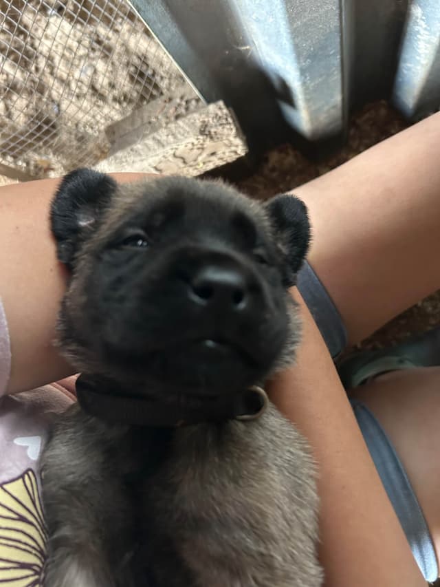 Mastiff Puppies media 2