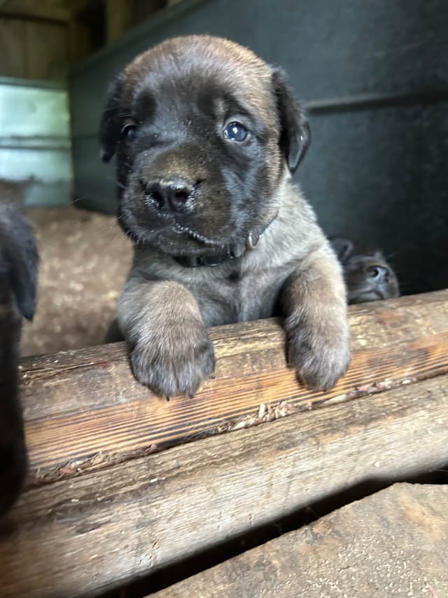 Mastiff Puppies media 3