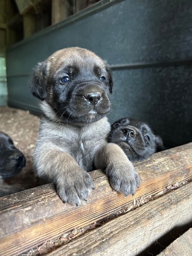 Mastiff Puppies media 4