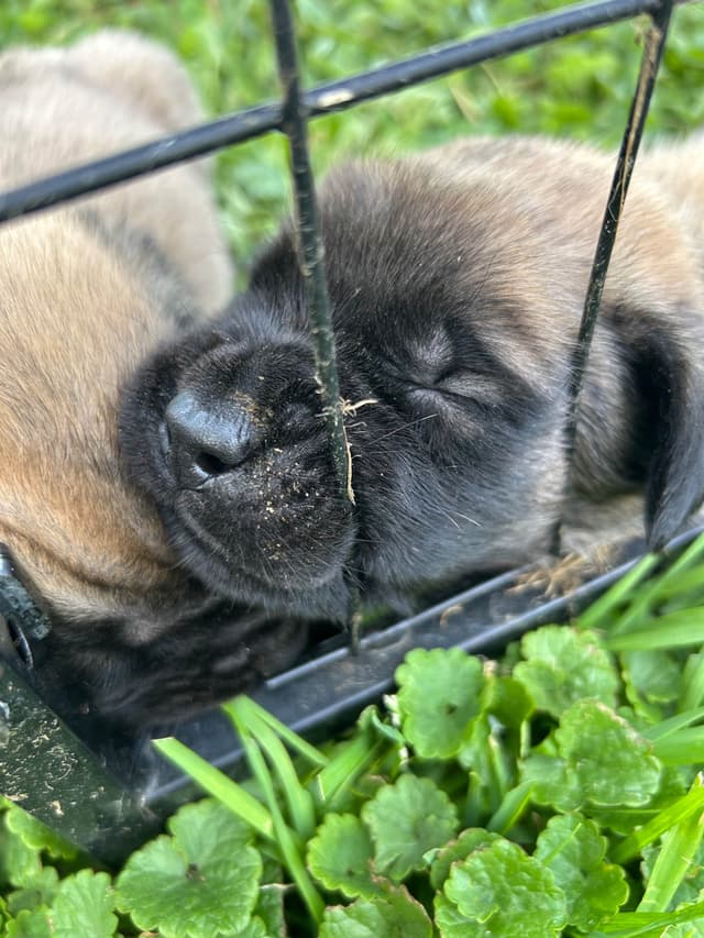Mastiff Puppies media 5