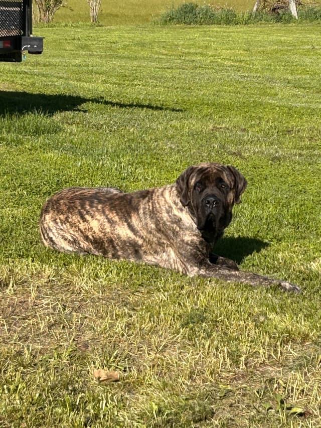 Mastiff Puppies media 7