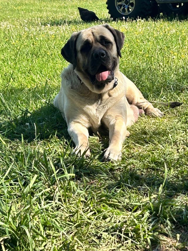 Mastiff Puppies media 8
