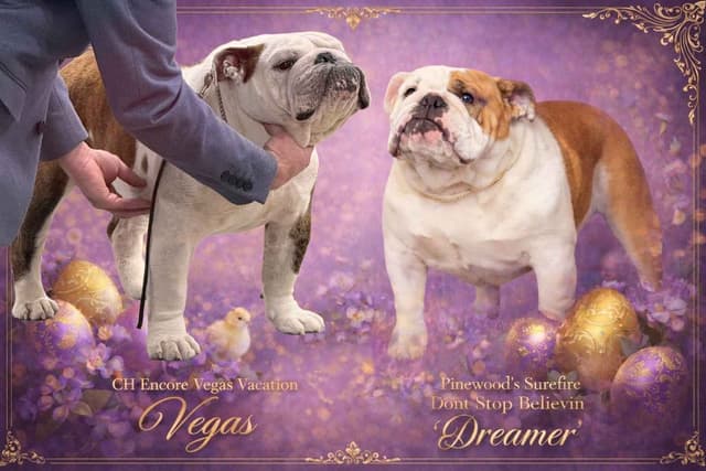 🌸 Meet Hope – AKC English Bulldog Girl 🌸 media 2