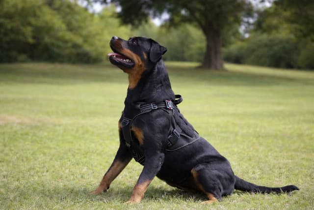 Rottweiler Puppies media 2