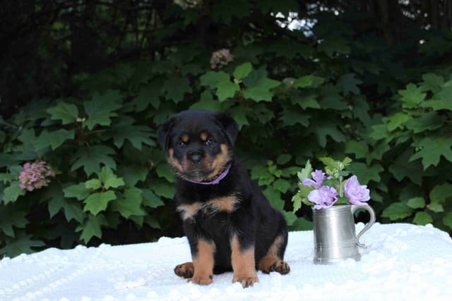 Rottweiler Puppies media 5