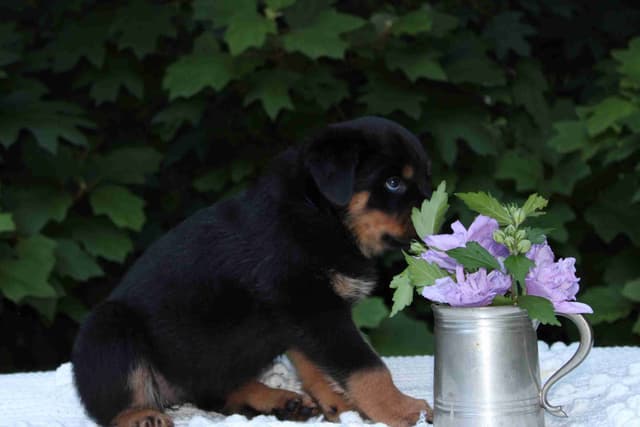 Rottweiler Puppies media 7