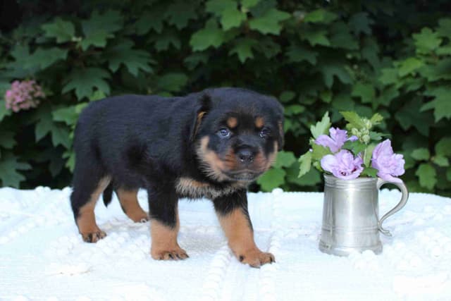 Rottweiler Puppies media 8
