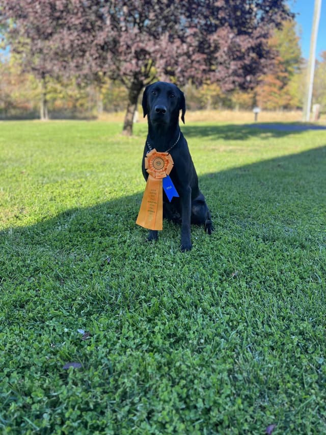 Maple Ridge Retrievers media 10