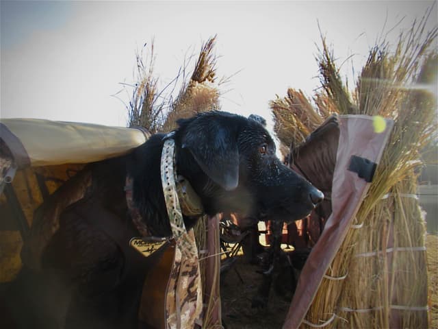 Maple Ridge Retrievers media 11