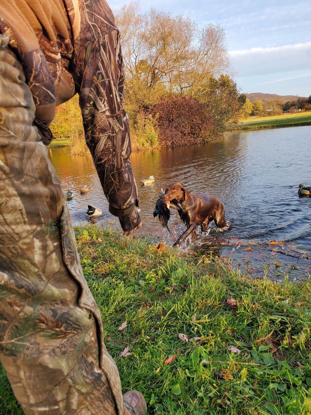 Maple Ridge Retrievers media 8
