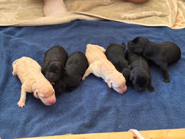 Maple Ridge Retrievers media 5