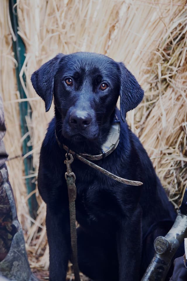 Maple Ridge Retrievers media 12