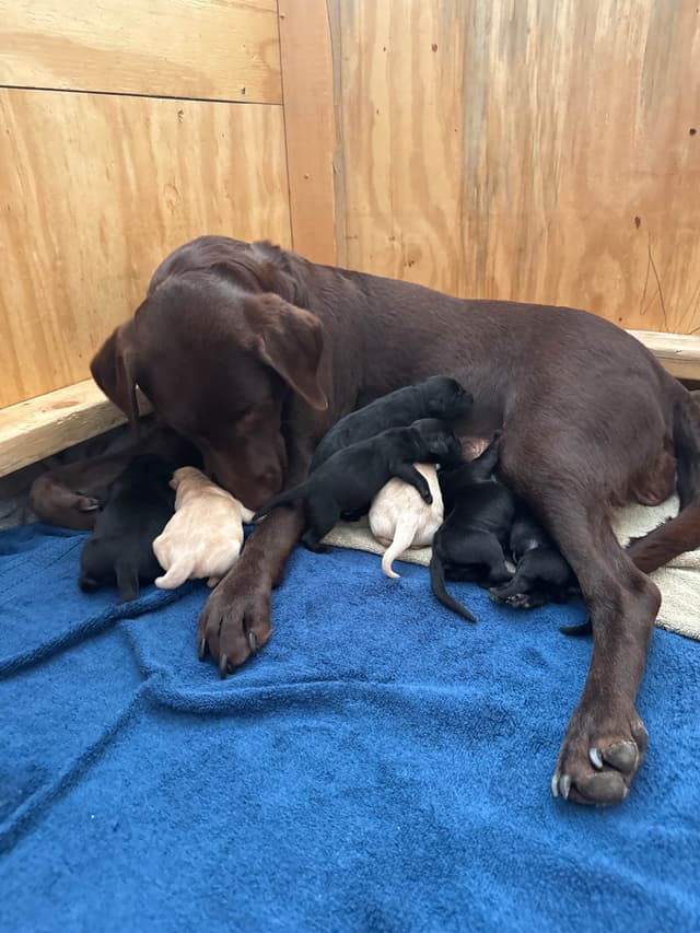Maple Ridge Retrievers media 4