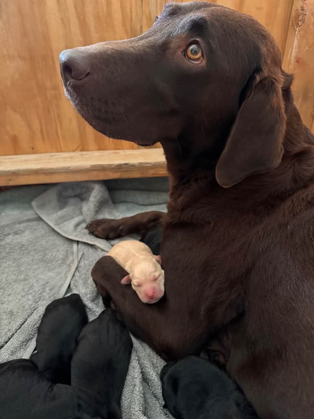 Maple Ridge Retrievers media 3