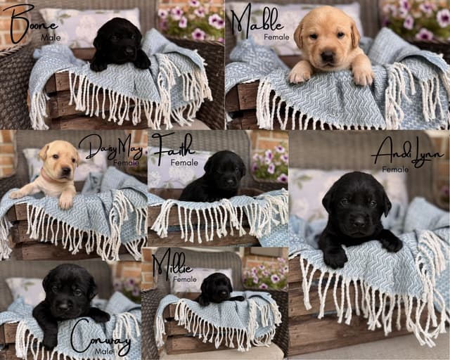 Maple Ridge Retrievers media 2