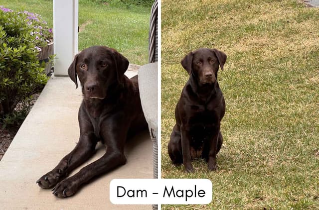Maple Ridge Retrievers media 7