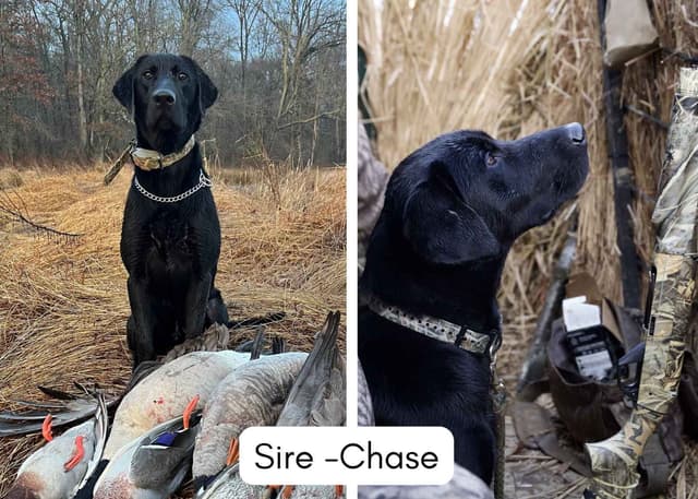 Maple Ridge Retrievers media 9