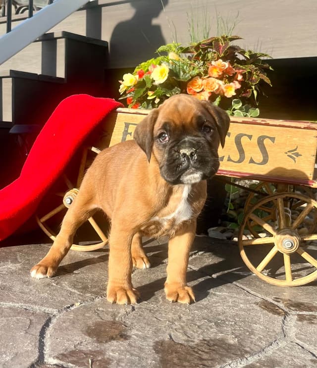 Just Listed❤️🐾Hip Cert Boxer Puppies❤️Text or Call 717-826-1899 media 3