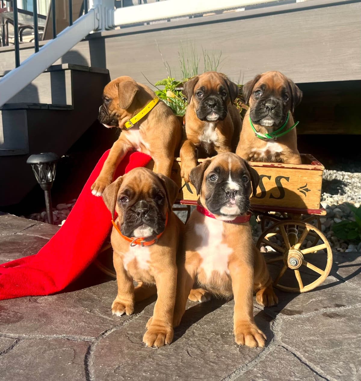 Just Listed❤️🐾Hip Cert Boxer Puppies❤️Text or Call 717-826-1899 breeder image 1