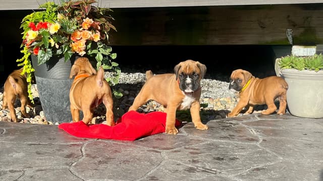 Just Listed❤️🐾Hip Cert Boxer Puppies❤️Text or Call 717-826-1899 media 4