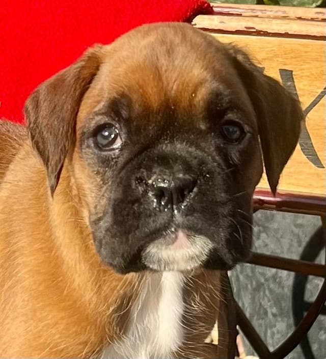 Just Listed❤️🐾Hip Cert Boxer Puppies❤️Text or Call 717-826-1899 media 5