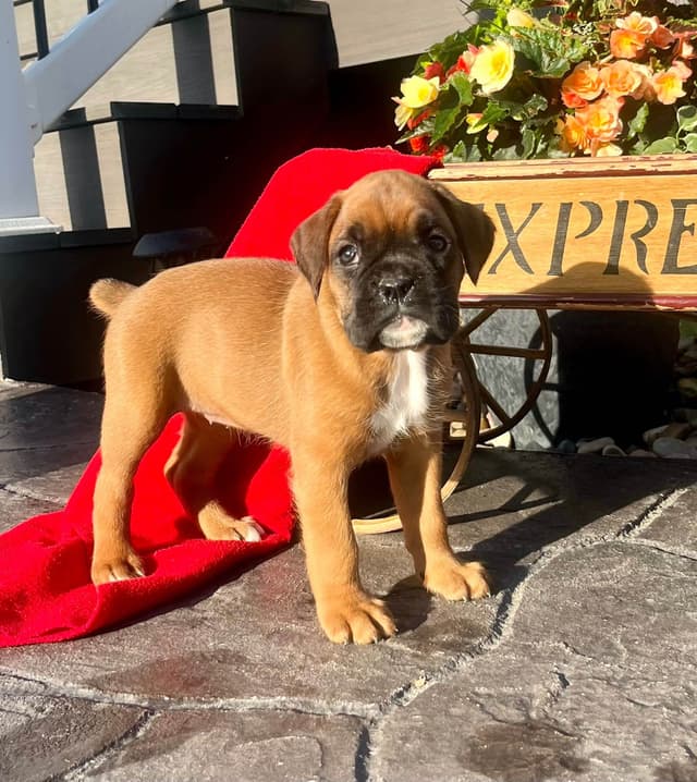 Just Listed❤️🐾Hip Cert Boxer Puppies❤️Text or Call 717-826-1899 media 6