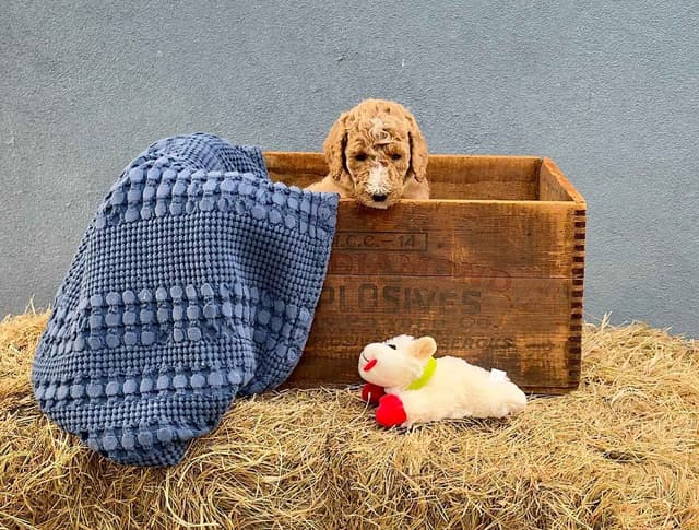 Poodle Puppies media 3