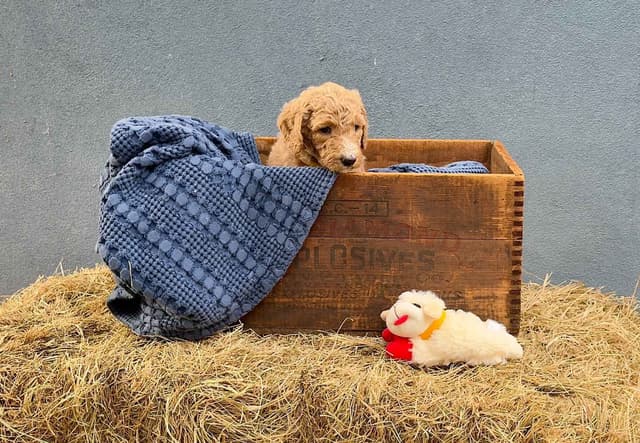 Poodle Puppies media 7