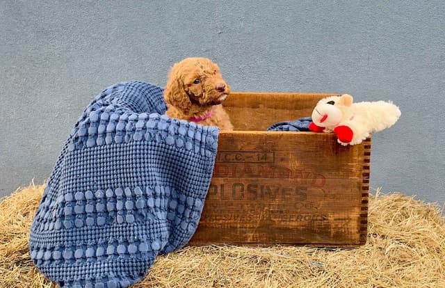 Poodle Puppies media 5