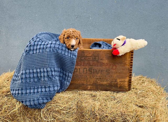 Poodle Puppies media 9