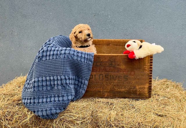 Poodle Puppies media 2