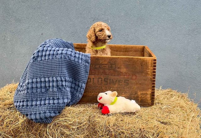 Poodle Puppies media 4