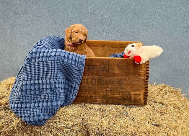 Poodle Puppies media 6