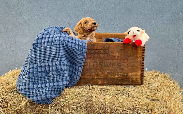 Poodle Puppies media 11