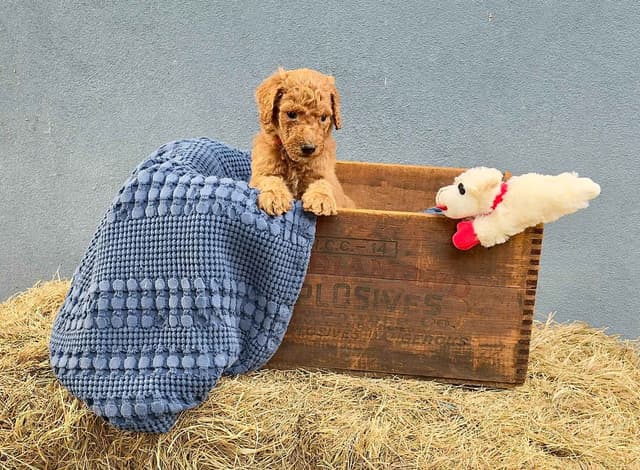 Poodle Puppies media 13
