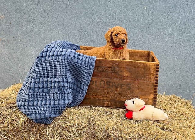 Poodle Puppies media 14