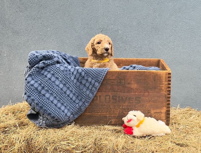 Poodle Puppies media 8